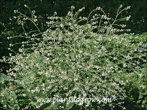 Colewort (Crambe cordifolia) 
(June 8)